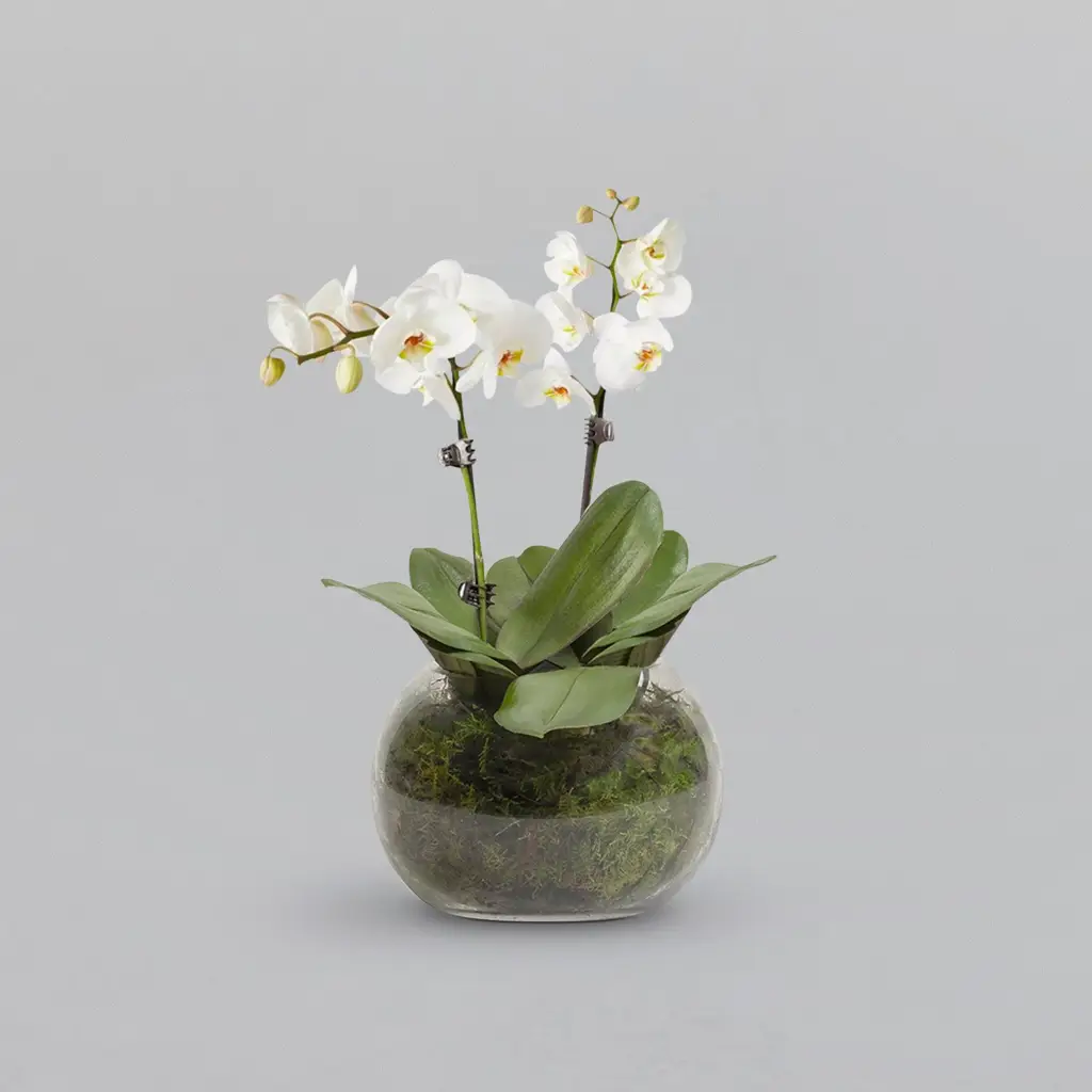 Orchid Plant