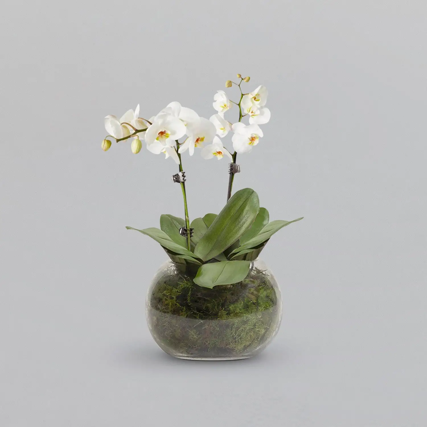 Orchid Plant