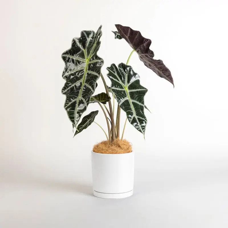 Sagittarius Plant