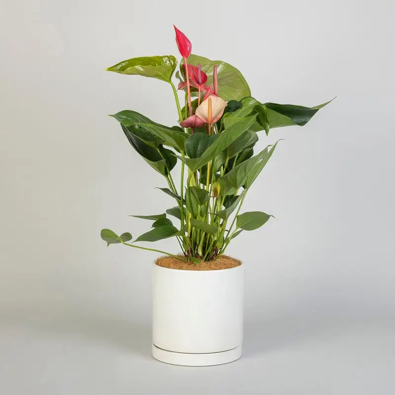 Flamingo Flower