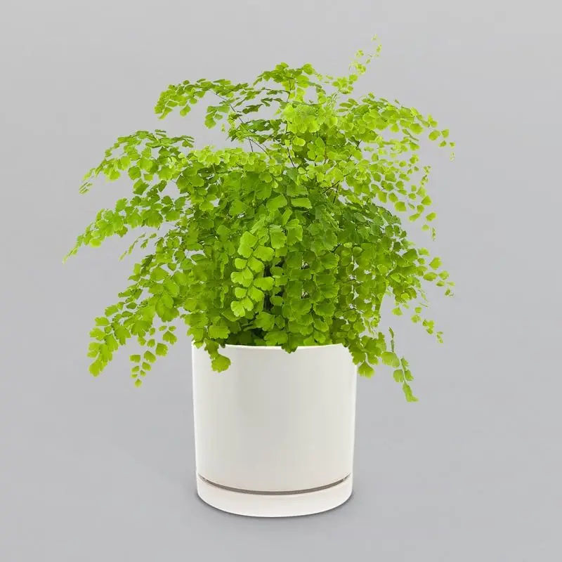 Venus Hair Fern