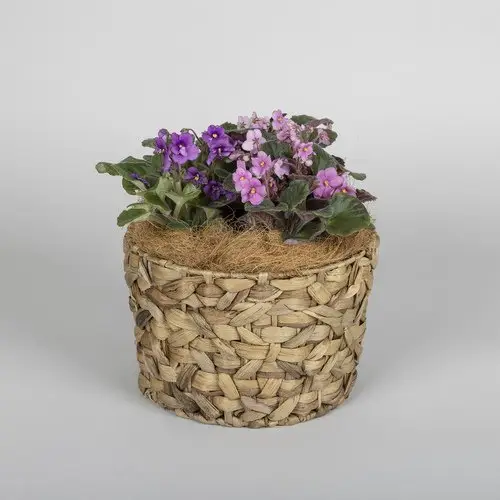 African Violets