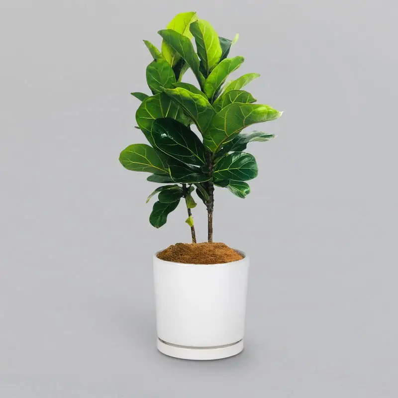 Perfect Fiddle Leaf Fig
