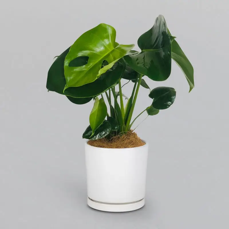 Perfect Monstera