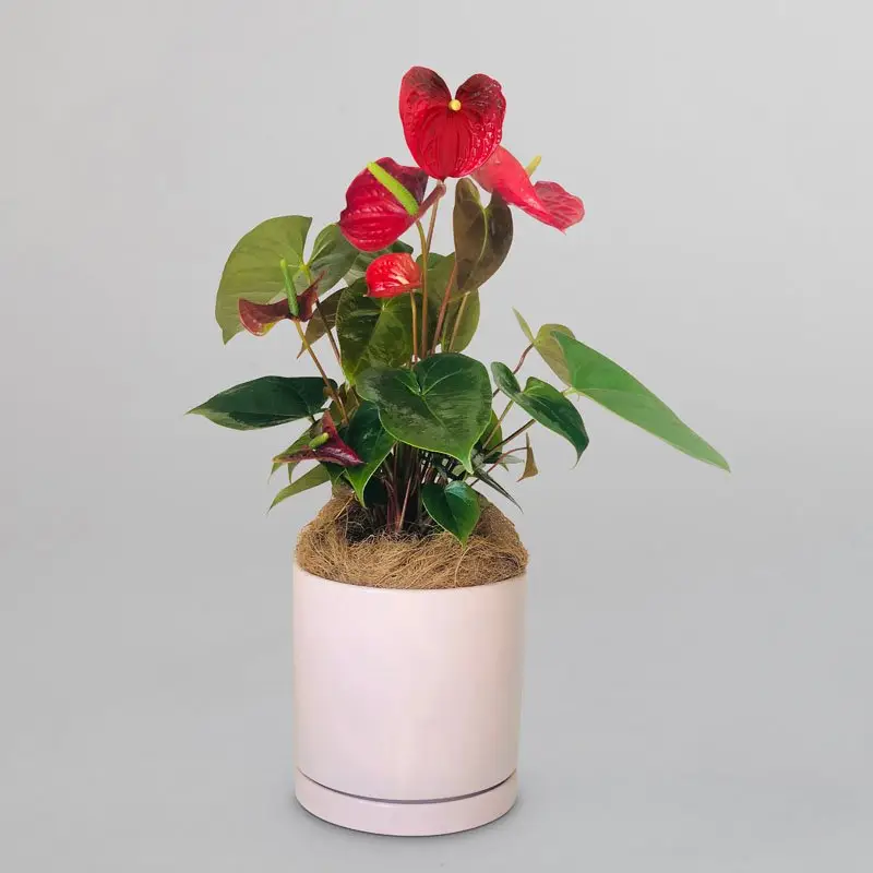 Year of the Horse Plant