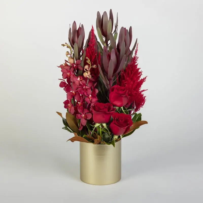 Leucadendron Lover 