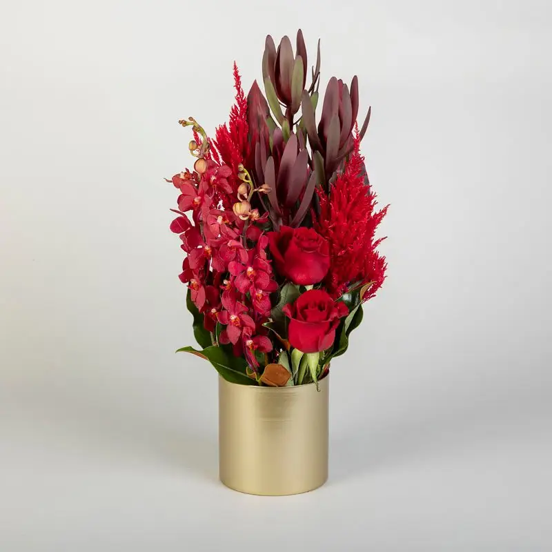 Leucadendron Lover 