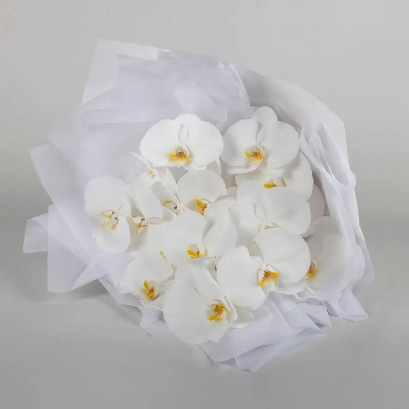 Classic White Orchid
